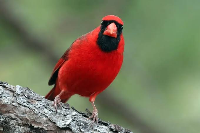 Also a cardinal